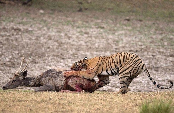 Komodo ejderiyle karşı karşıya gelen keçinin zor anları... 54