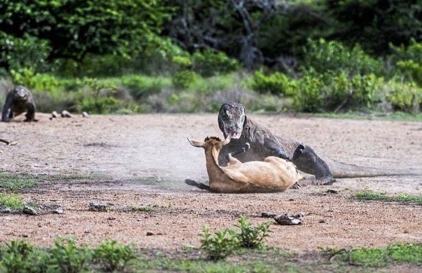 Komodo ejderiyle karşı karşıya gelen keçinin zor anları... 6