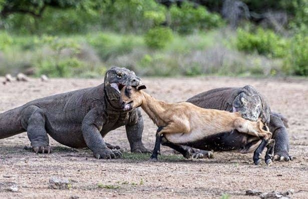 Komodo ejderiyle karşı karşıya gelen keçinin zor anları... 7