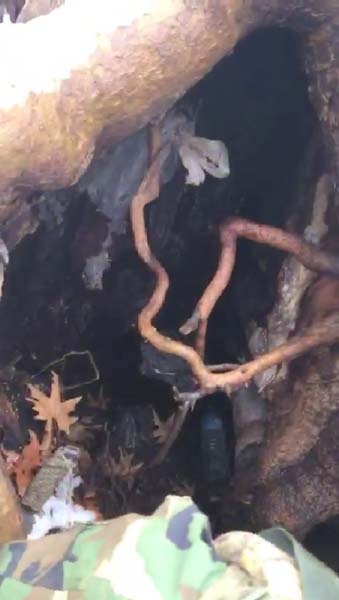 Ağaç kovuğunda şok görüntü! Böyle bulundu 5