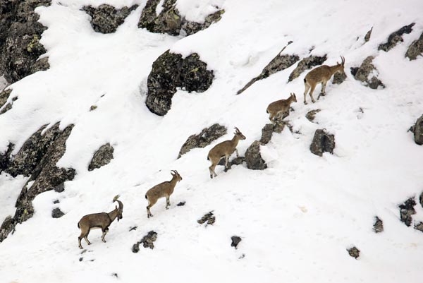 Şeytan Dağları'nda ilk kez görüntülendiler 10