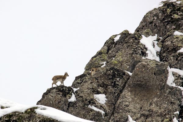 Şeytan Dağları'nda ilk kez görüntülendiler 11