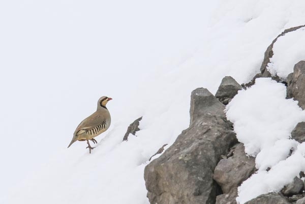 Şeytan Dağları'nda ilk kez görüntülendiler 13