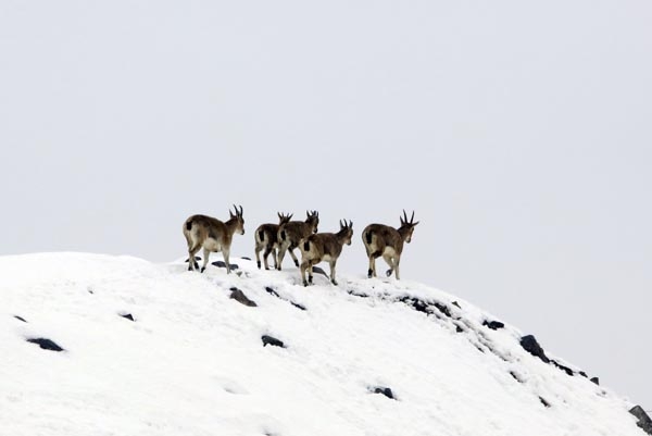 Şeytan Dağları'nda ilk kez görüntülendiler 17