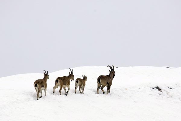 Şeytan Dağları'nda ilk kez görüntülendiler 18