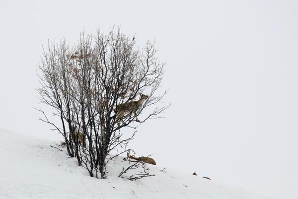 Şeytan Dağları'nda ilk kez görüntülendiler 2