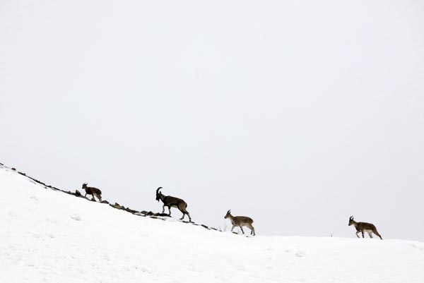 Şeytan Dağları'nda ilk kez görüntülendiler 20