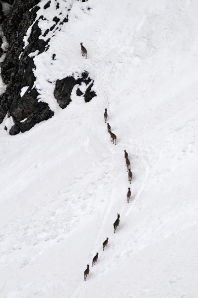 Şeytan Dağları'nda ilk kez görüntülendiler 26