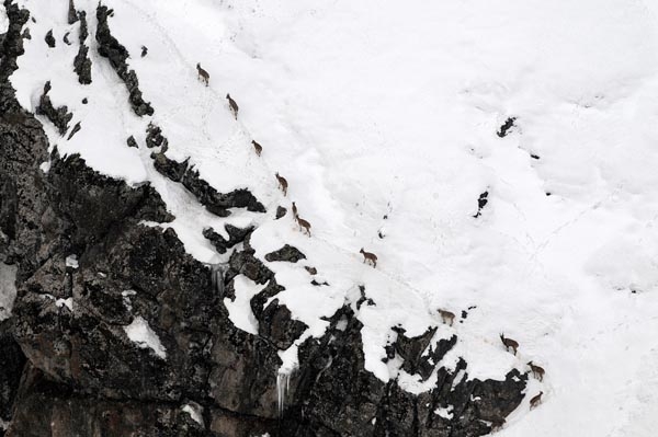 Şeytan Dağları'nda ilk kez görüntülendiler 27