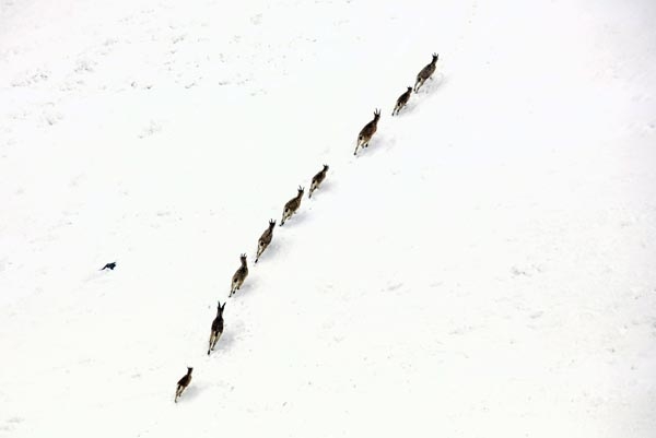 Şeytan Dağları'nda ilk kez görüntülendiler 7