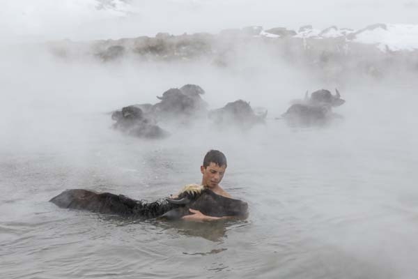 Dondurucu soğukta manda ve atların kaplıca keyfi 10
