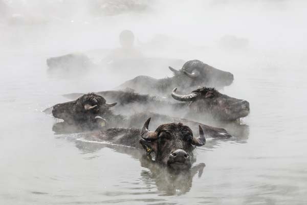 Dondurucu soğukta manda ve atların kaplıca keyfi 15