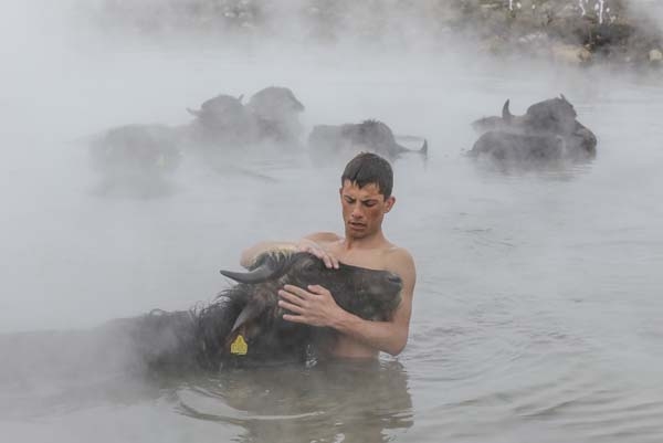 Dondurucu soğukta manda ve atların kaplıca keyfi 21