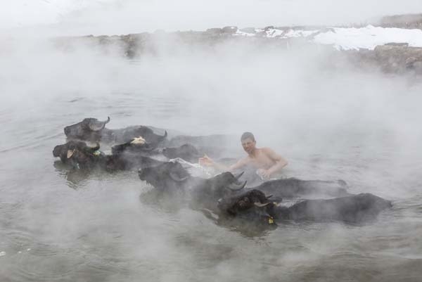 Dondurucu soğukta manda ve atların kaplıca keyfi 5