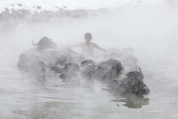 Dondurucu soğukta manda ve atların kaplıca keyfi 6