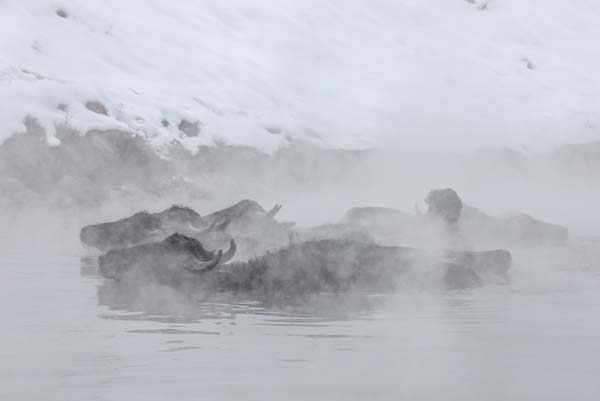 Dondurucu soğukta manda ve atların kaplıca keyfi 8