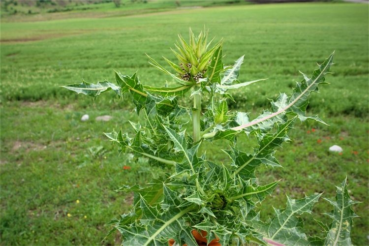 Yeni bir bitki türü keşfedildi! Turşu, sakız ve çerez olabiliyor.... 10