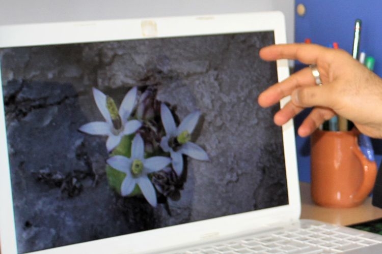 Yeni bir bitki türü keşfedildi! Turşu, sakız ve çerez olabiliyor.... 5