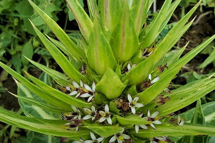 Yeni bir bitki türü keşfedildi! Turşu, sakız ve çerez olabiliyor.... 7