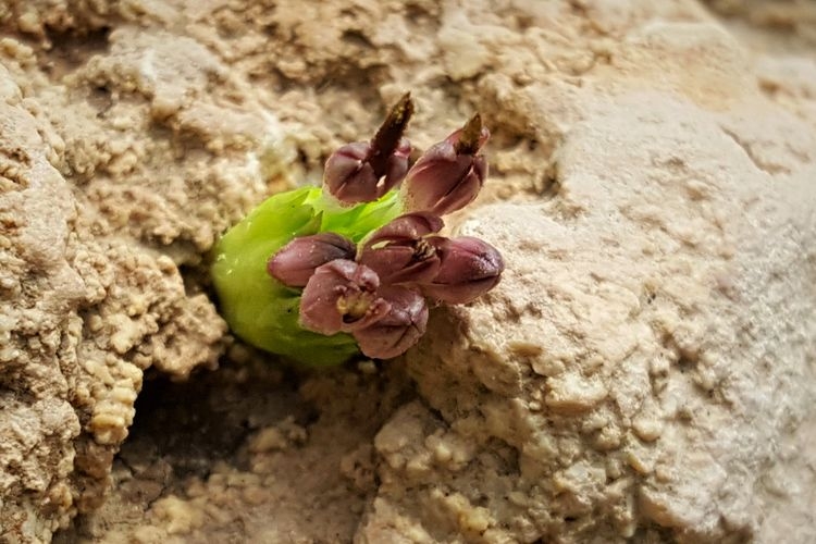 Yeni bir bitki türü keşfedildi! Turşu, sakız ve çerez olabiliyor.... 8