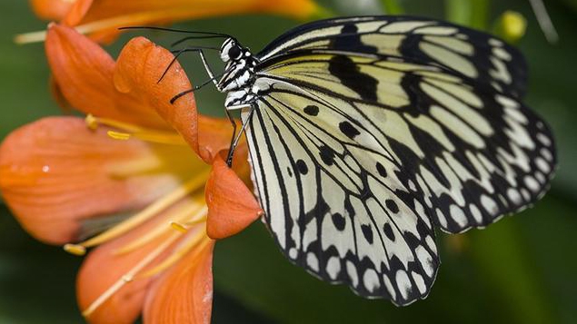 Hayvanlar aleminin bilinmeyen yüzü 5