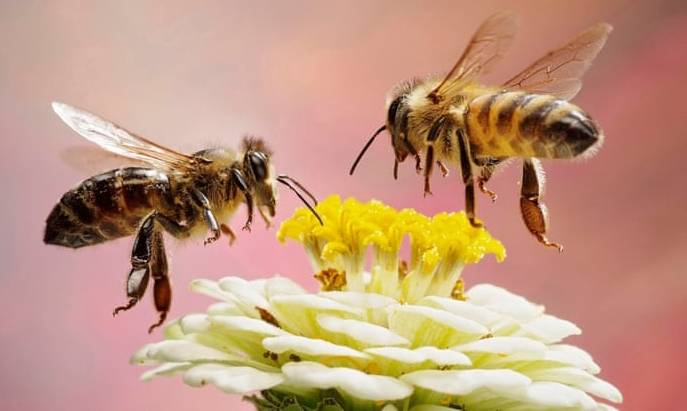 Hayvanlar aleminin bilinmeyen yüzü 6