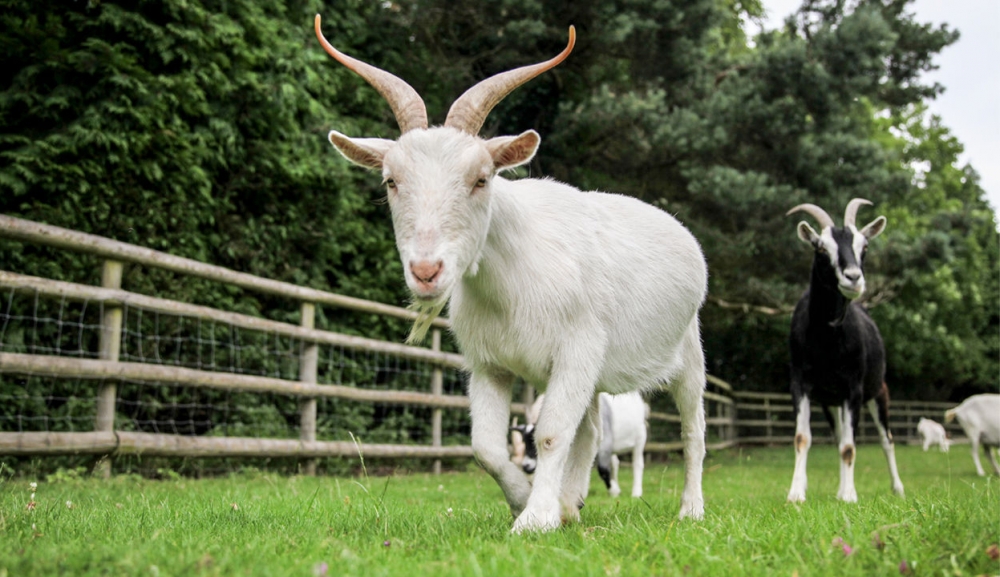 Hayvanlar aleminin bilinmeyen yüzü 7