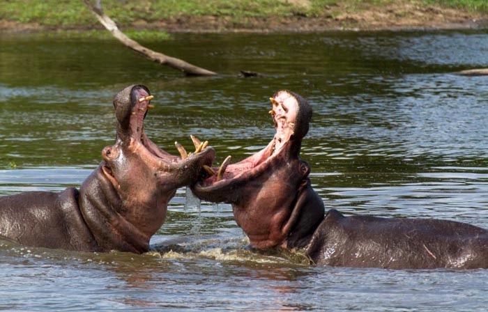 Hipopotamların sadece kafa ağırlıkları 450 kilodur. 1
