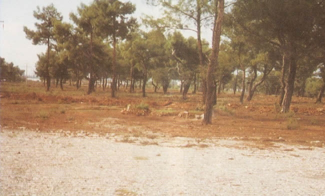 Şehitlerimizi gurbet topraklarına emanet bıraktık 14