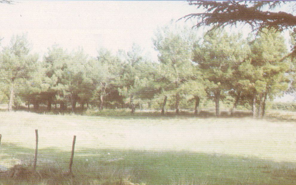 Şehitlerimizi gurbet topraklarına emanet bıraktık 6