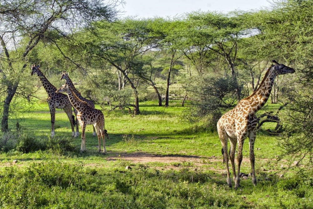 Afrika'nın gizemli ülkesi Tanzanya 8