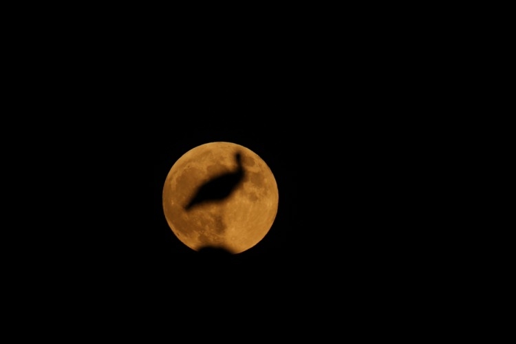 Parçalı Ay Tutulması büyüledi 10