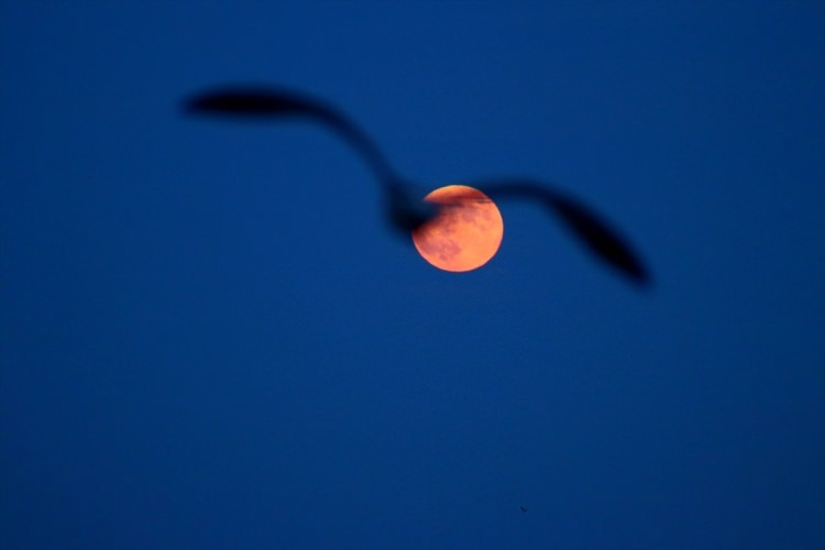 Parçalı Ay Tutulması büyüledi 7