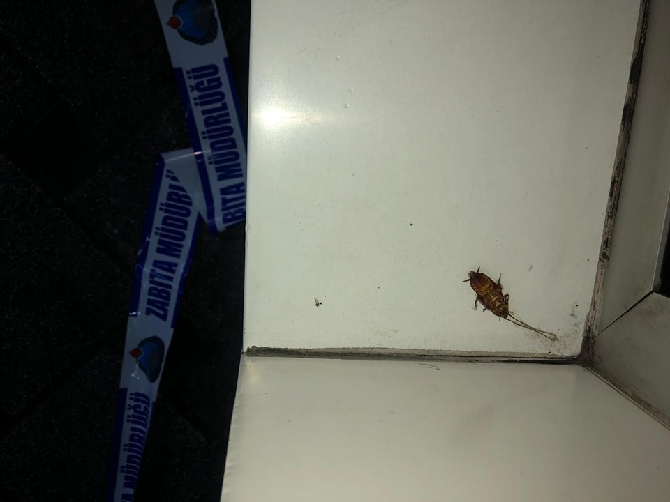 En işlek caddesini böcekler sardı 7