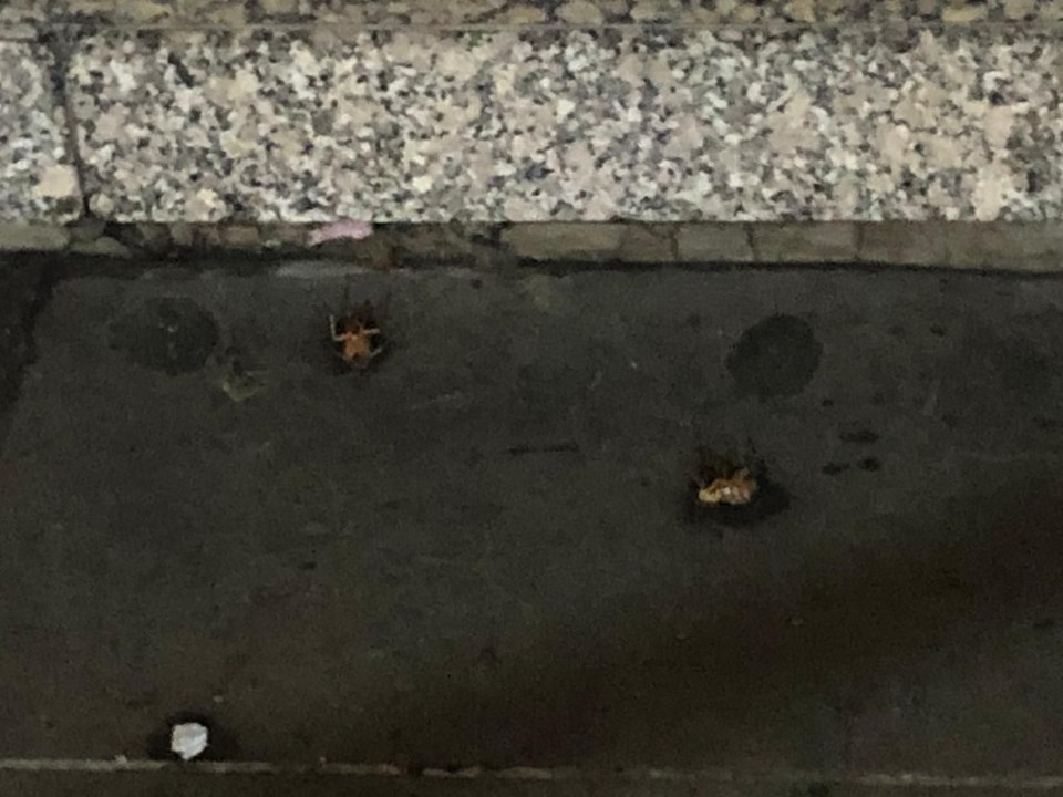 En işlek caddesini böcekler sardı 8