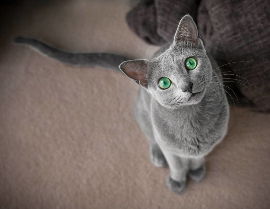 İşte  Rus Mavi Kedilerinin En Büyüleyici Gözleri 21