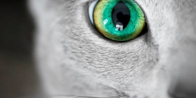 İşte  Rus Mavi Kedilerinin En Büyüleyici Gözleri