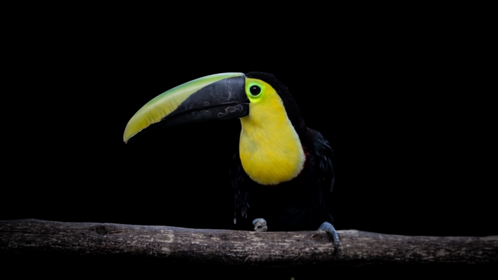Kaçakçılıktan kurtarılan hayvanlar! (Boz ayı,Macaw papağanı,...) 10