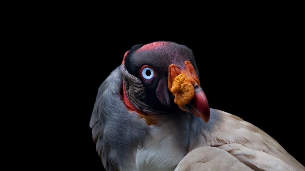 Kaçakçılıktan kurtarılan hayvanlar! (Boz ayı,Macaw papağanı,...) 13
