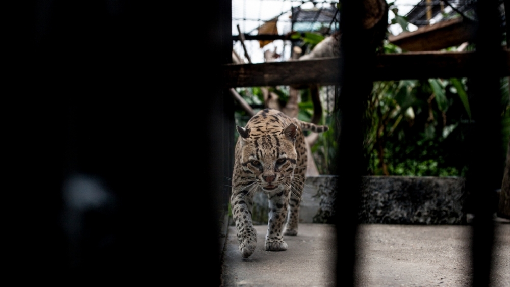 Kaçakçılıktan kurtarılan hayvanlar! (Boz ayı,Macaw papağanı,...) 14