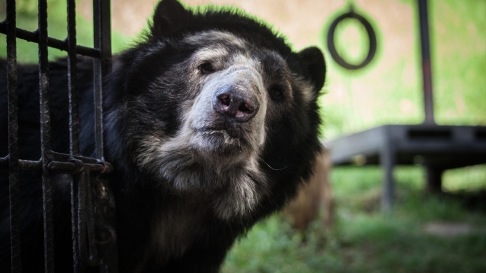 Kaçakçılıktan kurtarılan hayvanlar! (Boz ayı,Macaw papağanı,...) 16