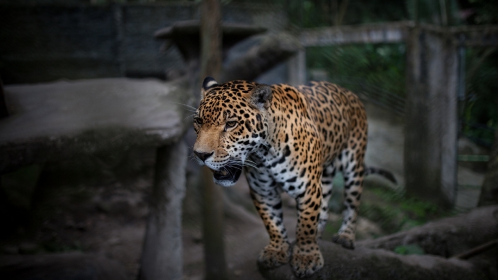 Kaçakçılıktan kurtarılan hayvanlar! (Boz ayı,Macaw papağanı,...) 19