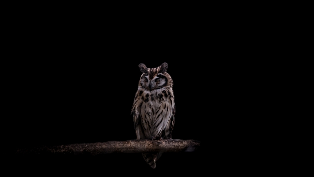 Kaçakçılıktan kurtarılan hayvanlar! (Boz ayı,Macaw papağanı,...) 20