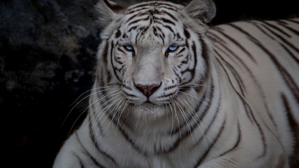 Kaçakçılıktan kurtarılan hayvanlar! (Boz ayı,Macaw papağanı,...) 21