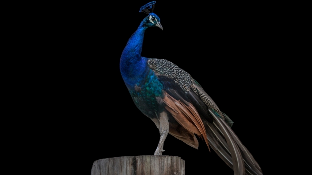 Kaçakçılıktan kurtarılan hayvanlar! (Boz ayı,Macaw papağanı,...) 22