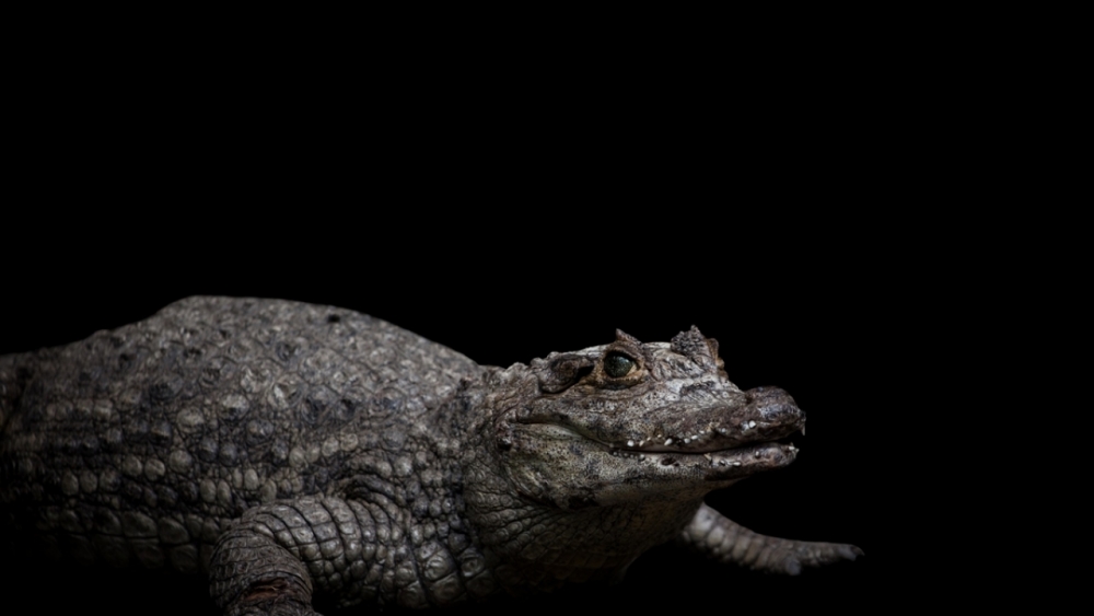 Kaçakçılıktan kurtarılan hayvanlar! (Boz ayı,Macaw papağanı,...) 23