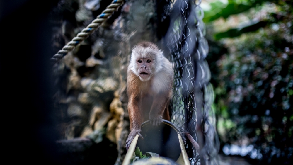 Kaçakçılıktan kurtarılan hayvanlar! (Boz ayı,Macaw papağanı,...) 24
