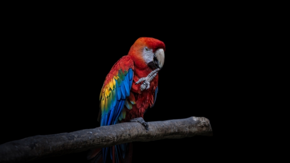 Kaçakçılıktan kurtarılan hayvanlar! (Boz ayı,Macaw papağanı,...) 3
