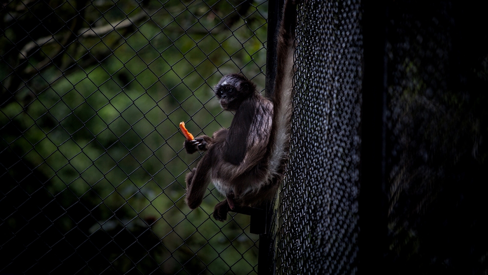 Kaçakçılıktan kurtarılan hayvanlar! (Boz ayı,Macaw papağanı,...) 5