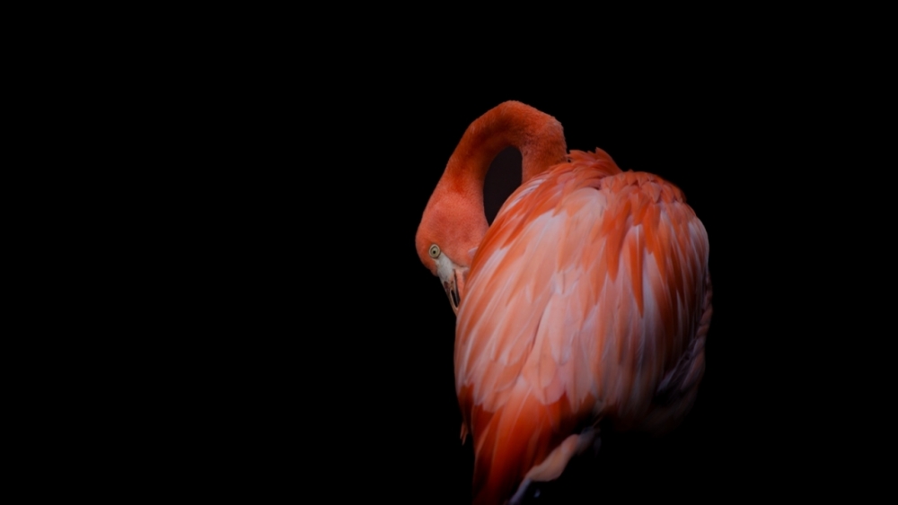 Kaçakçılıktan kurtarılan hayvanlar! (Boz ayı,Macaw papağanı,...) 6